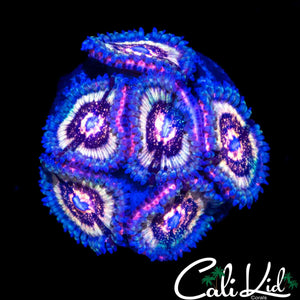 CK PINK CAVIAR ZOA MINI COLONY