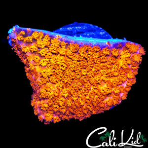 CK UNRELEASED RAINBOW MONTI