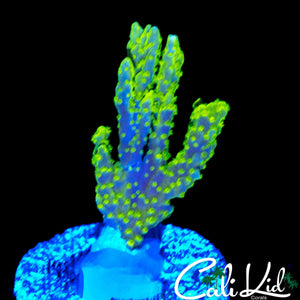 TYREE NEON GREEN MONTI (BRANCHING)