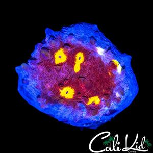 ORA EASTER EGG CHALICE