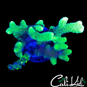 BI COLOR BIRDSNEST CHUNK