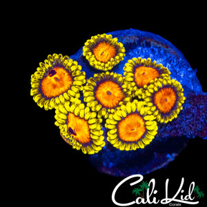 CK BLAZIN CAJUN ZOA MINI COLONY