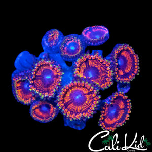 ASSORTED ZOA PALY COLONY