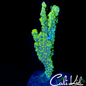 TYREE NEON GREEN MONTI (BRANCHING)