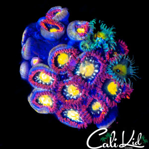ASSORTED ZOA COLONY