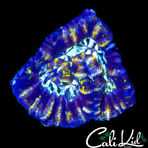 ULTRA RAINBOW WILSONI