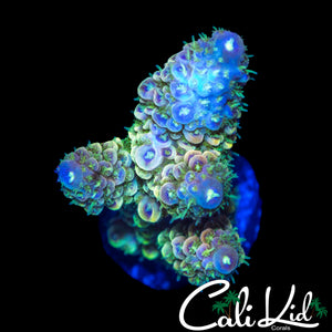 CK SKITTLES SPATHULATA