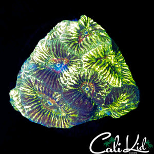 ALLIGATOR SKIN FAVIA
