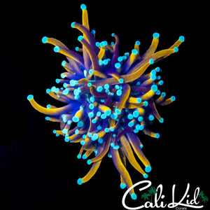 AQUACULTURED TEAL TIP TORCH