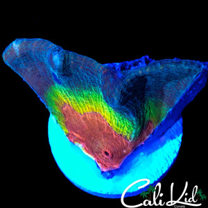 STUNNING RAINBOW EYE PECTINIA