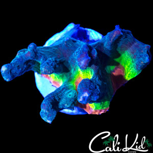STUNNING RAINBOW EYE PECTINIA