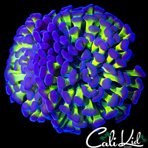 OG PURPLE / GREEN BRANCHING HAMMER