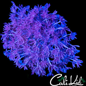 PULSATING ZENIA COLONY