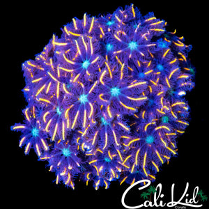 FIREWORKS CLOVES COLONY