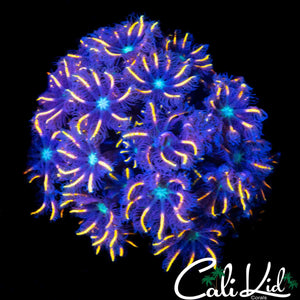 FIREWORKS CLOVES COLONY
