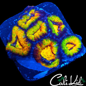 BEN'S PRIVATE COLLECTION ACAN MINI COLONY