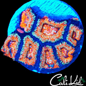 SHATTER ACAN MINI COLONY