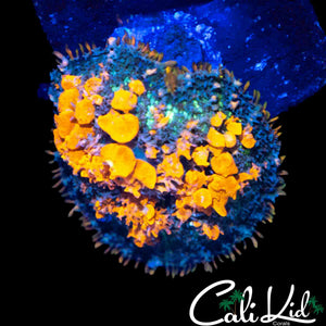 CB SUNKIST BOUNCE MUSHROOM