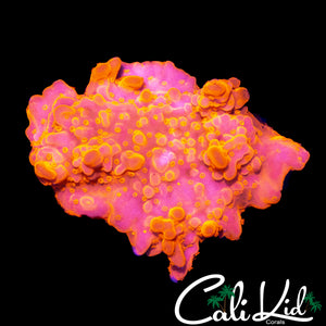 CK FLAMIN SETOSA