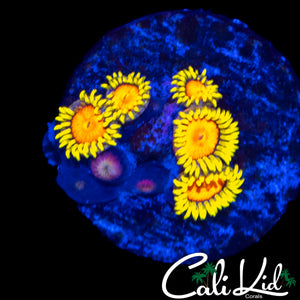 CK BLAZIN CAJUN ZOA MINI COLONY