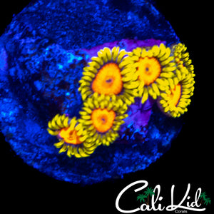 CK BLAZIN CAJUN ZOA MINI COLONY