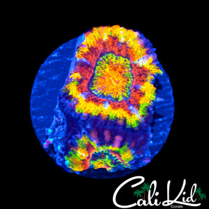 CK SUPERSONIC ACAN DOUBLE