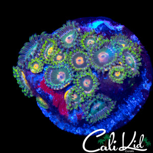 ASSORTED ZOA COLONY