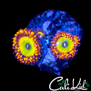 CANDY APPLE RED ZOA TRIPLE