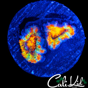 ULTIMATE RAINBOW ACAN DOUBLE
