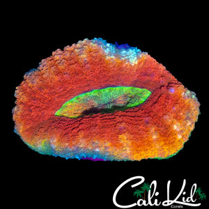FLAMIN RAINBOW LOBO