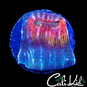 RAINBOW WATERS CHALICE