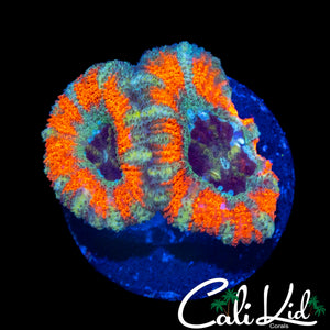 CK MANGO TANGO ACAN DOUBLE