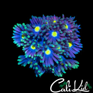SUNFLOWER GONI
