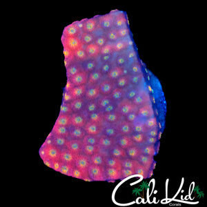 CK RAINBOW CYPHASTREA