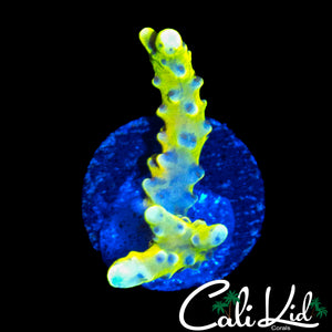 RRC GOLDEN ROD GRAFTED ANACROPORA