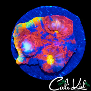 INSANE RAINBOW CHALICE CHUNK
