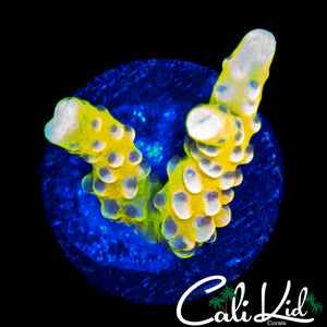 RRC GOLDEN ROD GRAFTED ANACROPORA