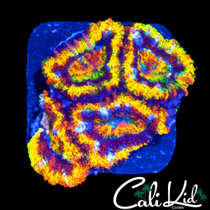 BEN'S PRIVATE COLLECTION RAINBOW ACAN QUAD