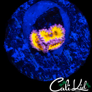 CHIQUITA ZOA TRIPLE
