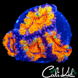 ULTIMATE RAIBOW ACAN QUAD