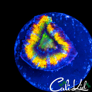 ULTIMATE RAINBOW ACAN LORD