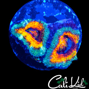 RARE RAINBOW ACAN DOUBLE