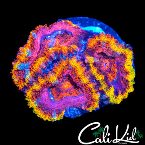 BEN'S PRIVATE COLLECTION RAINBOW ACAN TRIPLE