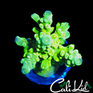 GREEN SLIMER ACRO