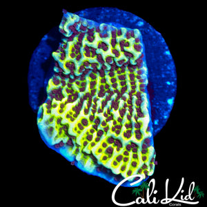 YELLOW SIZZLE MONTI