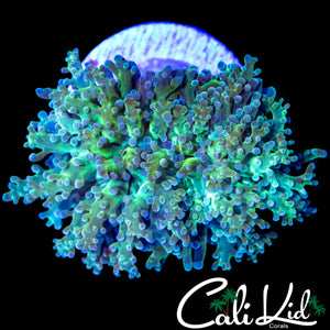 AQUACULTURED CK RAINBOW BRANCHING HAMMER