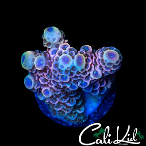 AMAZING RAINBOW MILLI