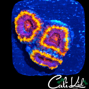 RAINBOW RING ACAN TRIPLE