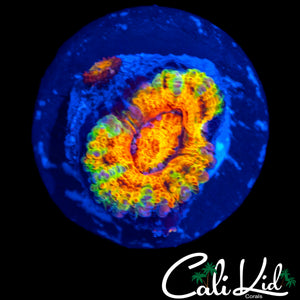 RAINBOW TIGER ACAN W/ BABY