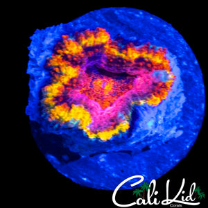ULTIMATE RAINBOW ACAN